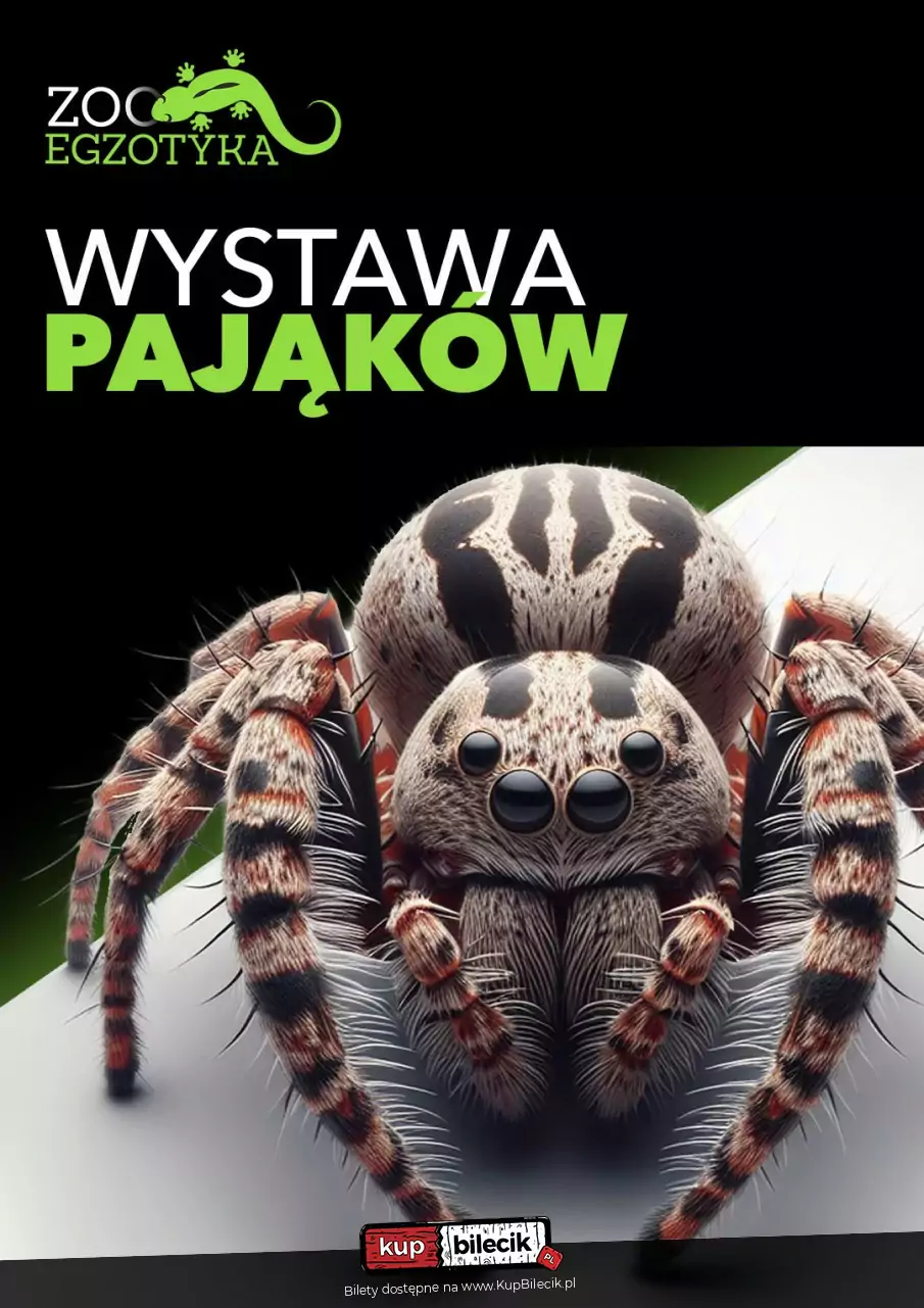 Wystawa pająków - ZooEgzotyka